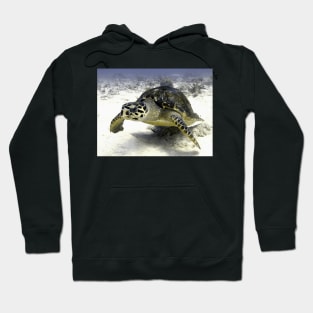 Caribbean Sea Turtle Hoodie